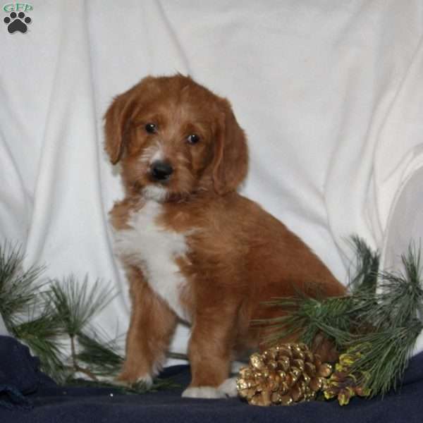 Prancer, Labrador Mix Puppy